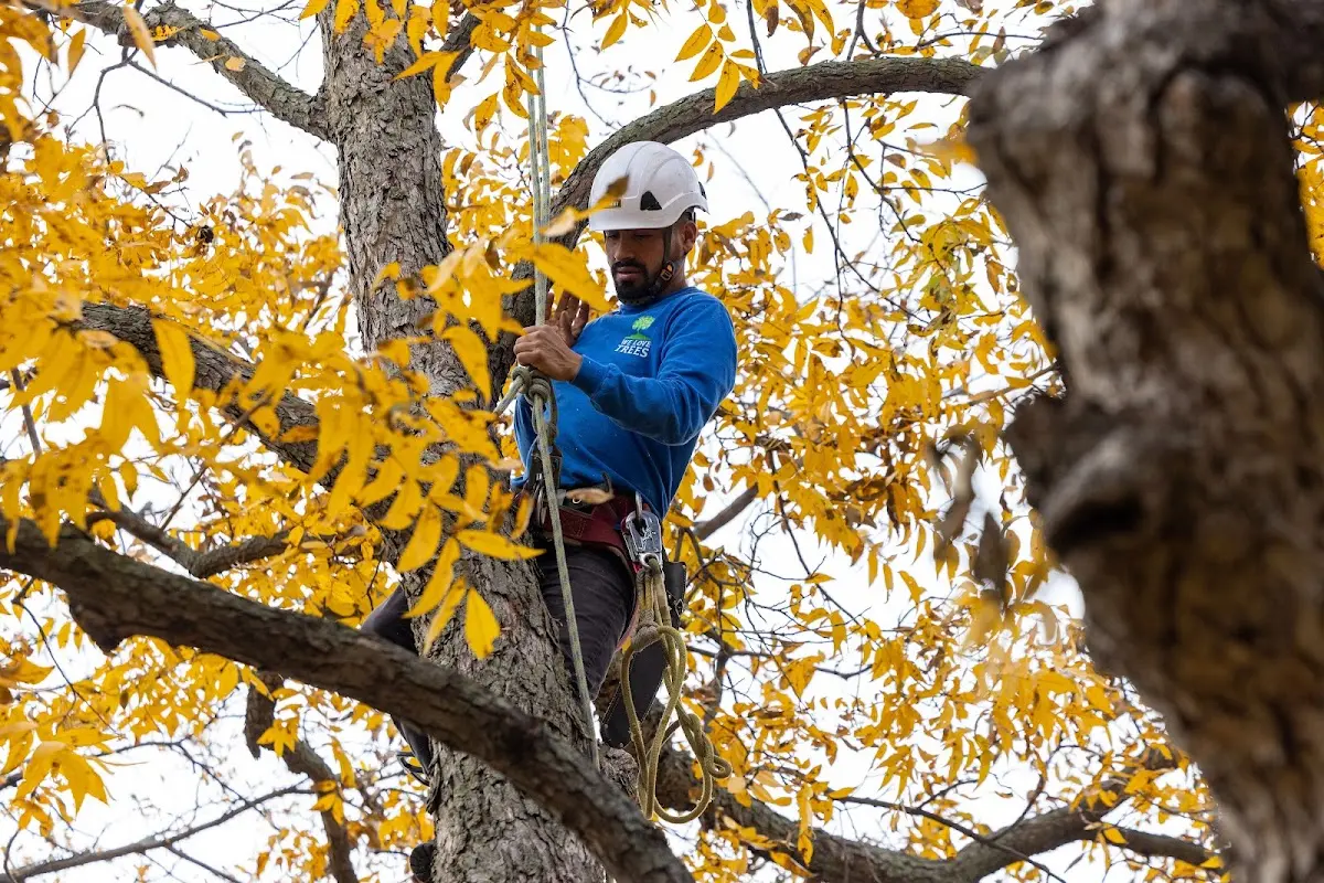 Skilled Storm Damage Cleanup crew working in Saint George